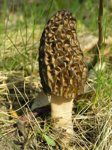 morel