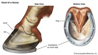 horseshoe